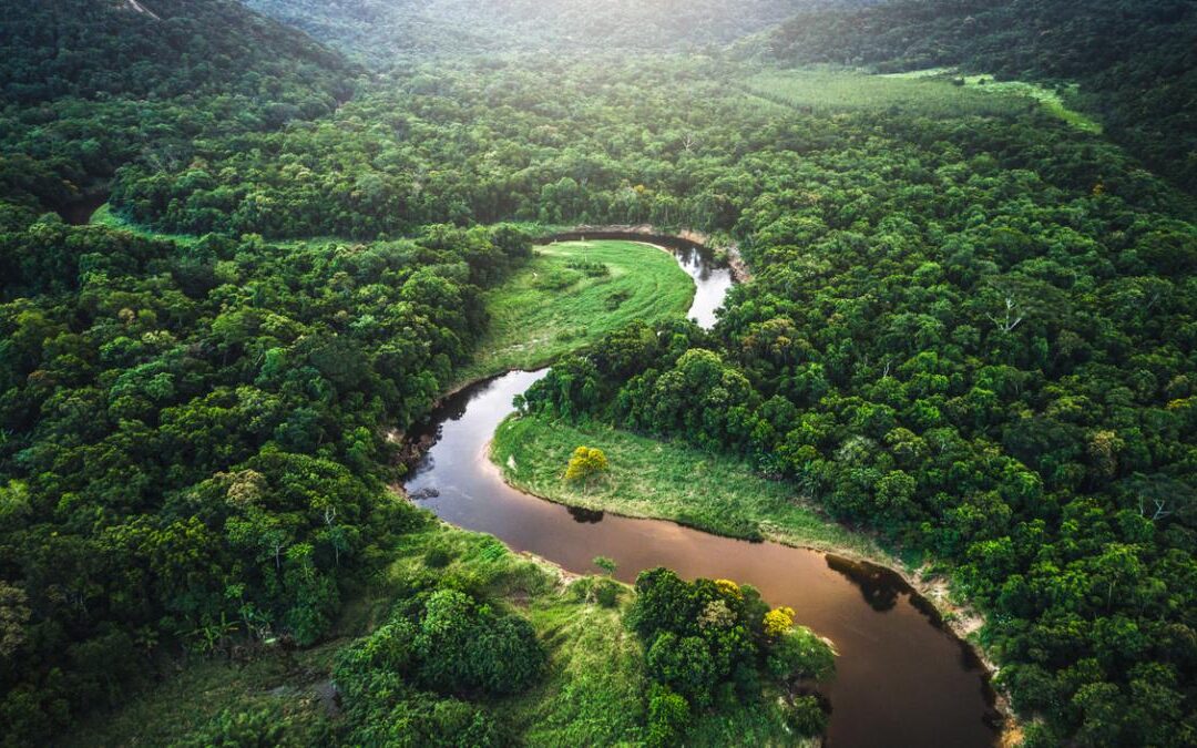 Declaración de Bogotá refuerza fondo para salvar los bosques tropicales