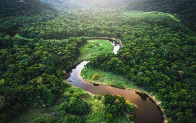 Declaración de Bogotá refuerza fondo para salvar los bosques tropicales